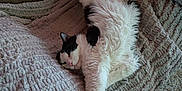 Fifi joined the competition — help win amazing prizes! animal, black_and_white, blanket, cat, comfort, couch, cozy, cute, feline, fluffy, fur, home, indoor, paw, pet, relaxed, resting, sleepy, stretching, whiskers