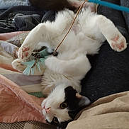 Fifi joined the competition — help win amazing prizes! animal, bed, black_and_white_cat, blanket, cat, cozy, cute, domestic_cat, feather_toy, feline, fur, indoor, lying_down, paw, person_leg, pet, playing, relaxed, toy, whiskers