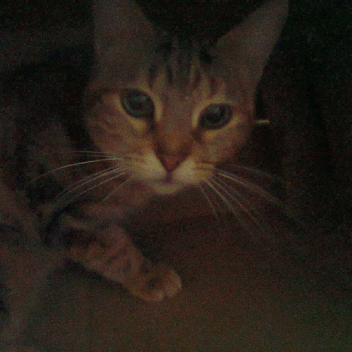 Plumette
