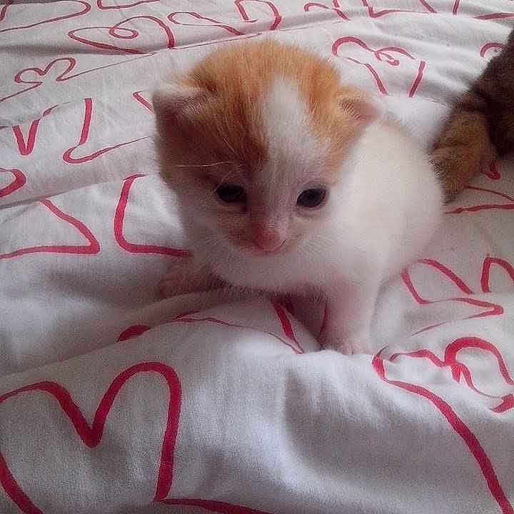 Pamplemousse