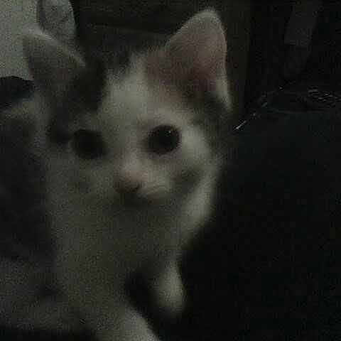 Jasmine