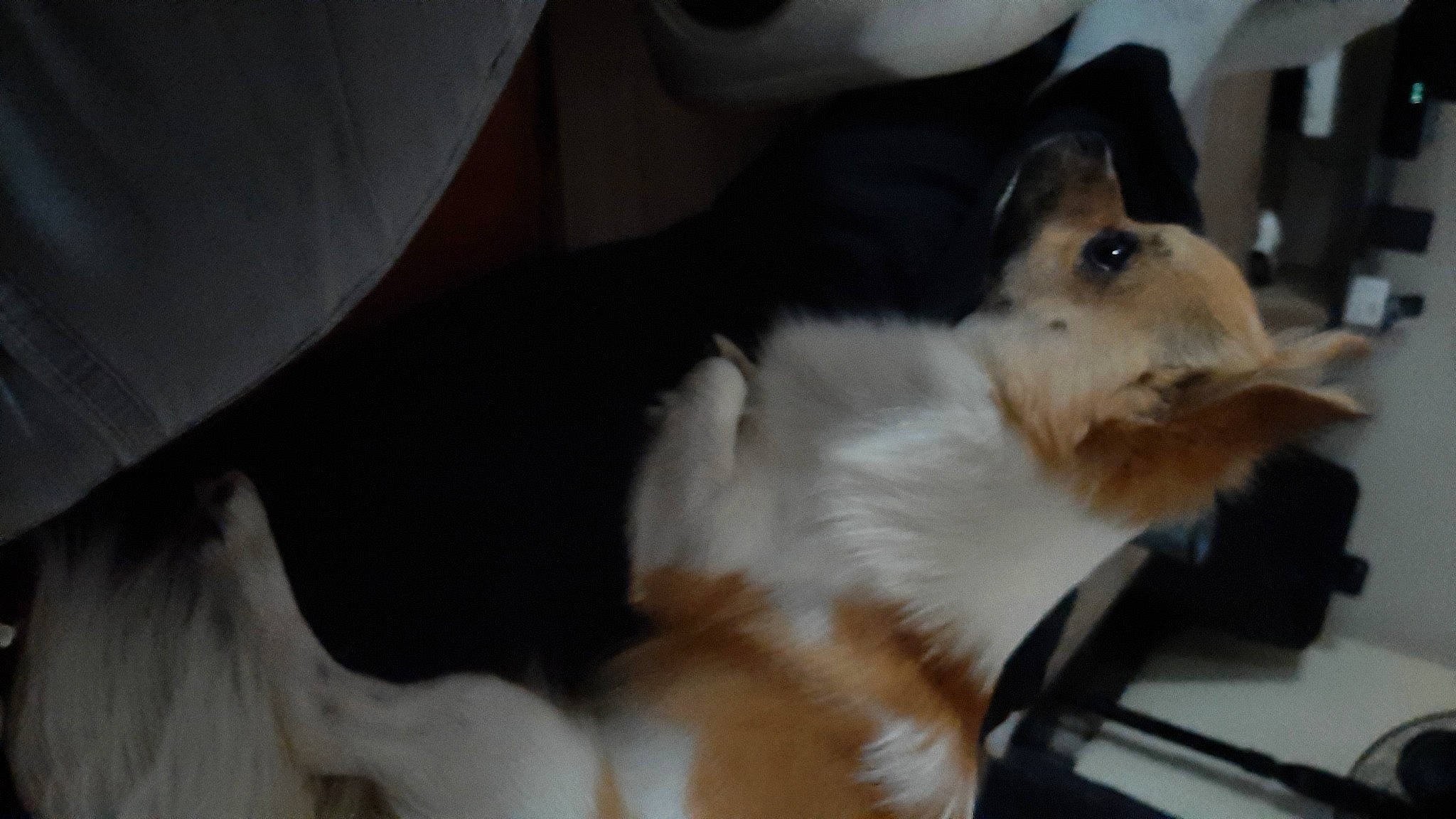 Sushi a rejoint le concours — aidez-le/la à gagner de superbes lots ! carnivore, collie, comfort, companion_dog, dog, dog_breed, domestic_short_haired_cat, fawn, felidae, fur, hardwood, paw, pomeranian, rough_collie, scotch_collie, shetland_sheepdog, small_to_medium_sized_cats, tail, whiskers, wood
