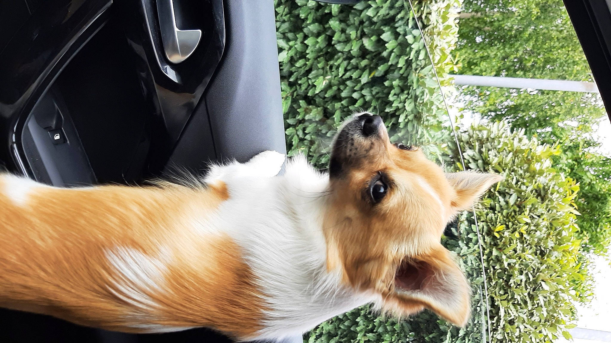 Sushi a rejoint le concours — aidez-le/la à gagner de superbes lots ! automotive_tire, carnivore, collar, collie, companion_dog, dog, dog_breed, fender, grass, herding_dog, plant, pomeranian, rough_collie, scotch_collie, shetland_sheepdog, small_to_medium_sized_cats, tail, vehicle_door, whiskers, working_animal
