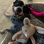 Alice joined the competition — help win amazing prizes! dog, toy, stuffed_animal, corduroy, bed, carpet, ball, pink_toy, smiling_dog, pet, happy, cute, playful, indoor, canine, animal, resting, collar, fur, snout