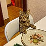 cat, tabby, chair, table, plate, cutlery, indoor, dining_room, curious, pet, feline, paws, white_chair, floor_tiles, wall_socket, kitchen, domestic, animal, looking, resting
