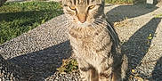 Cookie a rejoint le concours — aidez-le/la à gagner de superbes lots ! cat, tabby, animal, pet, outdoor, sunlight, shadow, garden, plant, stone_path, texture, nature, daylight, whiskers, ears, feline, sitting, peaceful, closeup, background
