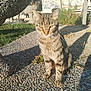 cat, tabby, animal, pet, outdoor, sunlight, shadow, garden, plant, stone_path, texture, nature, daylight, whiskers, ears, feline, sitting, peaceful, closeup, background