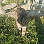 cat, tabby_cat, grass, outdoor, sunlight, patio, chair, shadow, plant, flower, stone_planter, animal, fur, whiskers, tail, nature, daylight, garden, walking, curious