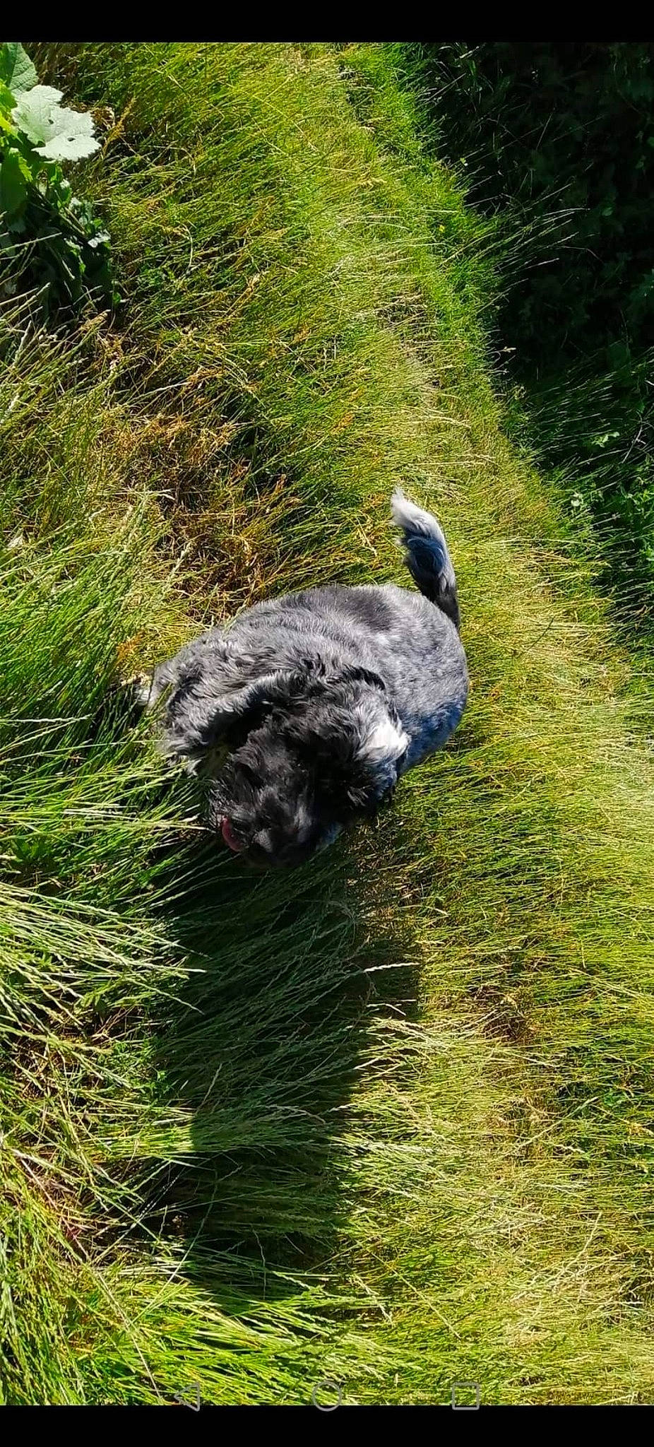 Falco participe au concours pour gagner de l'argent avec cette photo : beak, canidae, carnivore, dog, dog_breed, grass, grassland, groundcover, nature_reserve, pasture, plant, ratite, rock, shrubland, soil, sporting_group, terrestrial_animal, wildlife, working_animal