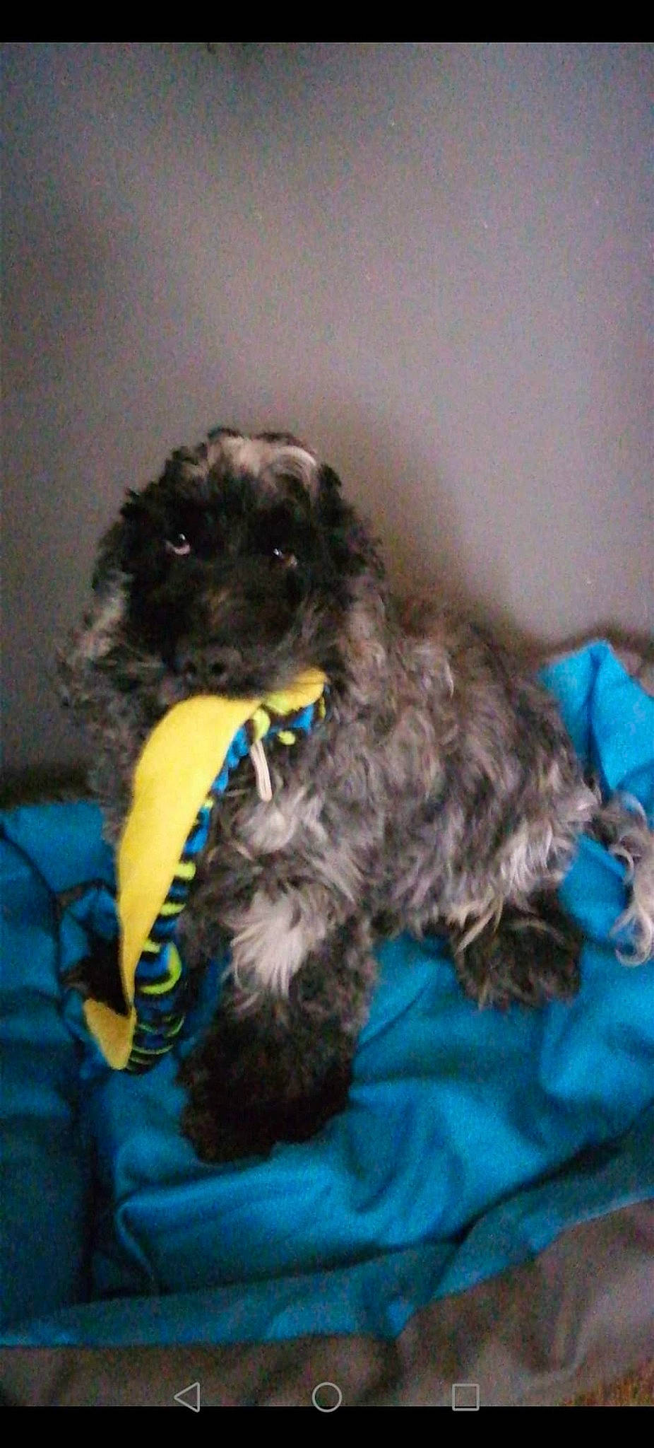 Falco a rejoint le concours — aidez-le/la à gagner de superbes lots ! canidae, carnivore, comfort, companion_dog, dog, dog_breed, dog_supply, fur, labradoodle, liver, maltepoo, shih_poo, small_terrier, snout, sporting_group, terrier, toy_dog, water_dog, working_animal, yorkipoo