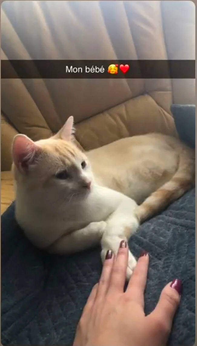 Léon a rejoint le concours — aidez-le/la à gagner de superbes lots ! carnivore, cat, comfort, domestic_short_haired_cat, fawn, felidae, finger, foot, fur, gesture, human_body, leg, nail, paw, photo_caption, small_to_medium_sized_cats, snout, tail, thumb, whiskers