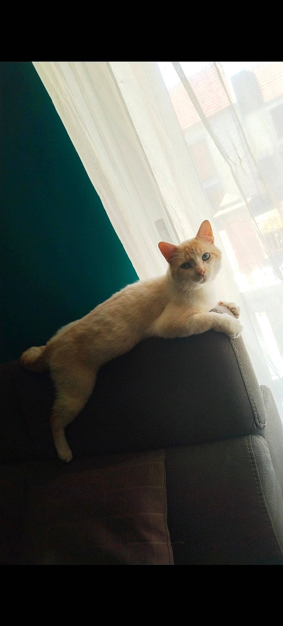 Léon participe au concours pour gagner de l'argent avec cette photo : carnivore, cat, comfort, domestic_short_haired_cat, fawn, felidae, foot, fur, human_leg, paw, room, shadow, small_to_medium_sized_cats, stairs, tail, whiskers, window, windshield, wood