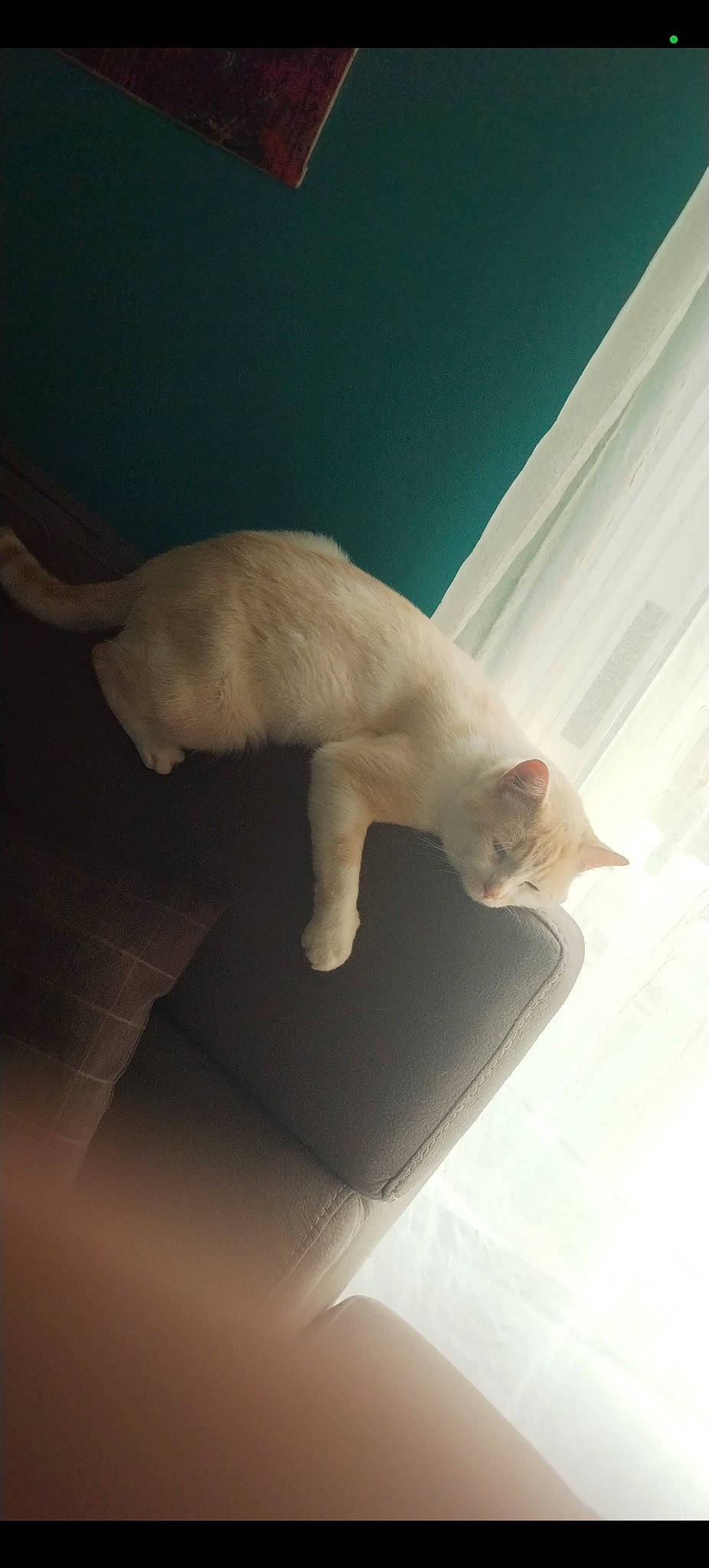 Léon a rejoint le concours — aidez-le/la à gagner de superbes lots ! carnivore, cat, comfort, domestic_short_haired_cat, fawn, felidae, flooring, fur, mammal, paw, room, shadow, small_to_medium_sized_cats, snout, tail, terrestrial_animal, tints_and_shades, vertebrate, whiskers, wood