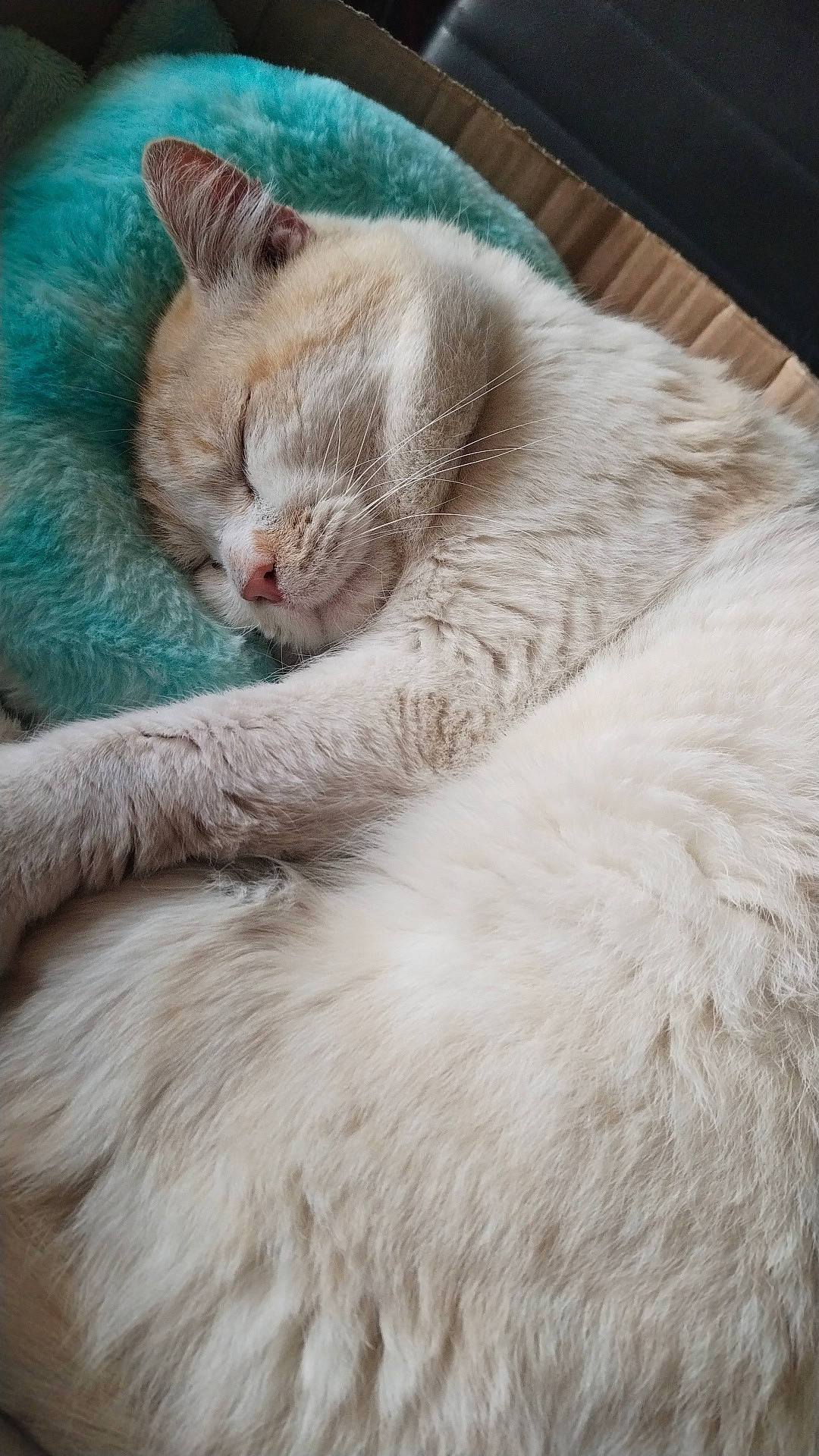 Léon participe au concours pour gagner de l'argent avec cette photo : carnivore, cat, claw, comfort, domestic_short_haired_cat, eye, fawn, felidae, fur, nap, paw, small_to_medium_sized_cats, snout, tail, terrestrial_animal, whiskers