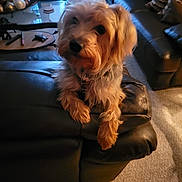 Zeus is registered to the contest to win money with this photo: carpet, coffee_table, collar, cushions, cute, dog, fluffy, golden_fur, home, indoors, leather_couch, living_room, long_hair, pet, portrait, recliner, sitting, small_dog, warm_lighting, window