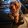 carpet, coffee_table, collar, cushions, cute, dog, fluffy, golden_fur, home, indoors, leather_couch, living_room, long_hair, pet, portrait, recliner, sitting, small_dog, warm_lighting, window