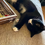 Mabel is registered to the contest to win money with this photo: animal, bed, black_and_white, blanket, cat, cozy, domestic, feline, floor, fur, home, indoor, paw, pet, quiet, relaxing, resting, sleeping, whiskers, wooden_box