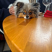 Vaïa participe au concours pour gagner de l'argent avec cette photo : dog, fluffy, table, wooden_table, person, hand, wine_glass, napkin, indoor, resting, cute, pet, furry, brown, black, white, face, ears, cozy, casual