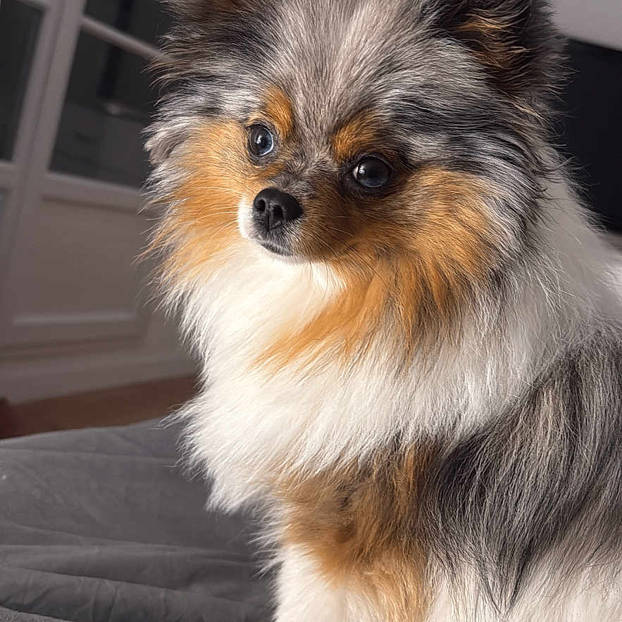 Vaïa a rejoint le concours — aidez-le/la à gagner de superbes lots ! animal, bed, blanket, closeup, cozy, cute, dog, domestic_animal, fluffy, fur, furniture, indoor, living_room, pet, pomeranian, portrait, sitting, small_dog, soft_light, window