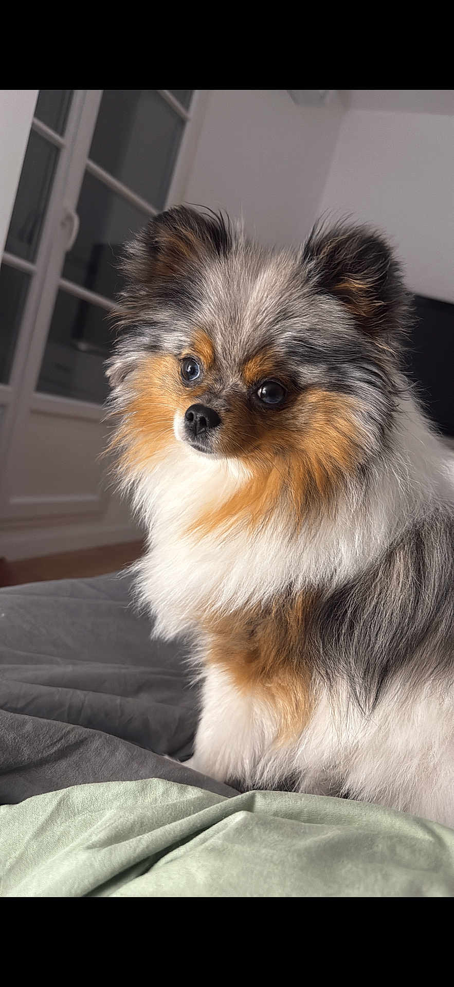 Vaïa a rejoint le concours — aidez-le/la à gagner de superbes lots ! dog, pomeranian, fluffy, pet, indoor, bed, blanket, fur, animal, cute, small_dog, portrait, window, cozy, furniture, living_room, domestic_animal, sitting, closeup, soft_light