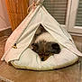 Vaïa a rejoint le concours — aidez-le/la à gagner de superbes lots ! dog, pet, sleeping, teepee, tent, pillow, indoor, floor, tile, cozy, resting, fur, small, brown, white, cute, animal, house, quiet, relaxing