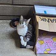 Little Poo is registered to the contest to win money with this photo: animal, blanket, box, cardboard, cat, concrete, container, cozy, curious, elephant, feline, food, home, indoor, kibble, pet, resting, shoes, sitting, small