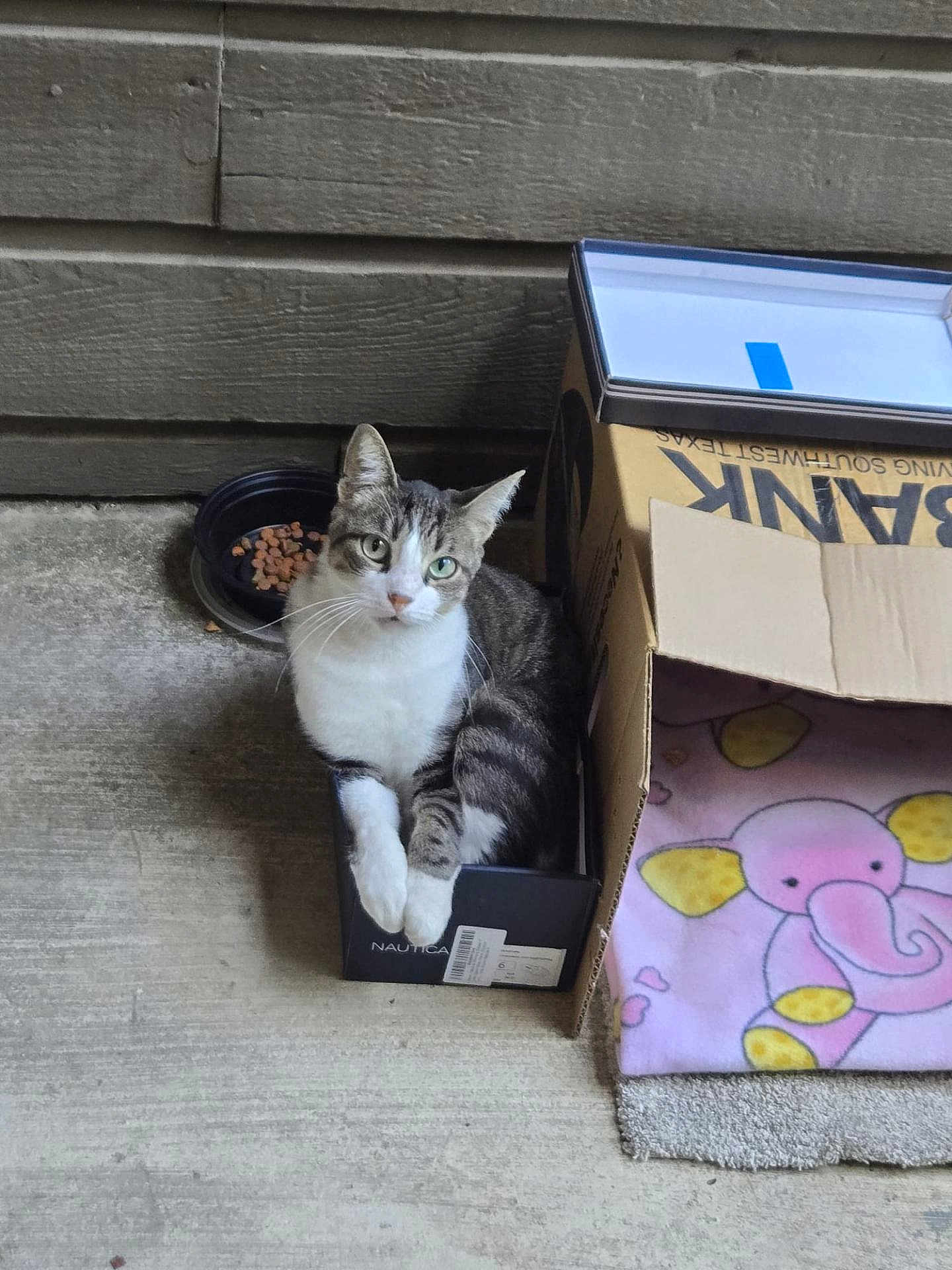 Little Poo is registered to the contest to win money with this photo: animal, blanket, box, cardboard, cat, concrete, container, cozy, curious, elephant, feline, food, home, indoor, kibble, pet, resting, shoes, sitting, small