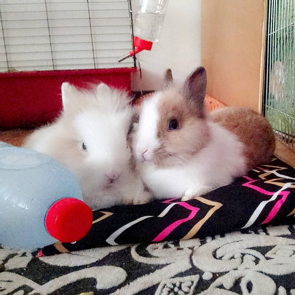 Kira a rejoint le concours — aidez-le/la à gagner de superbes lots ! domestic_rabbit, ear, easter_bunny, fawn, iris, mammal, rabbit, rabbits_and_hares, skin, vertebrate, whiskers