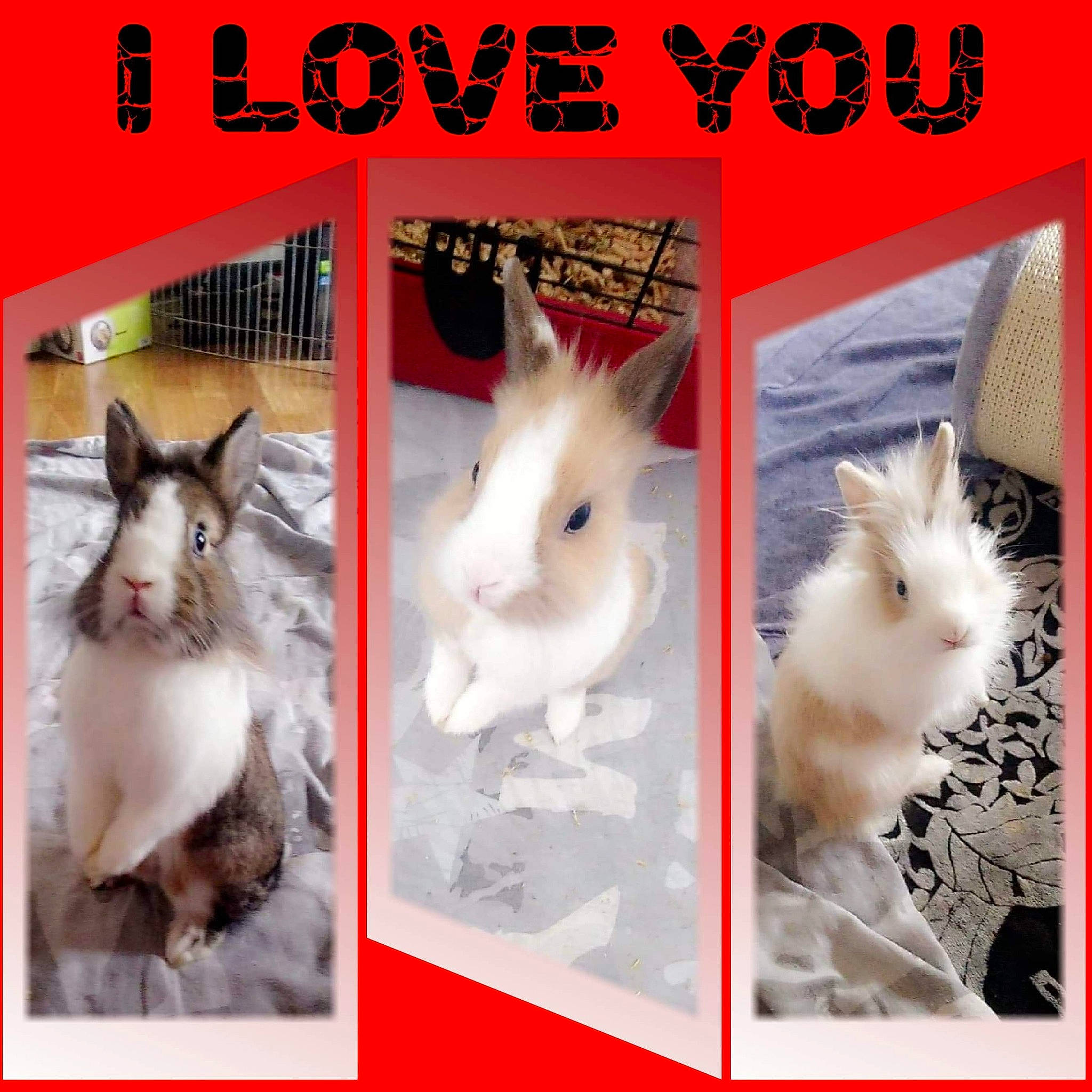 Kira a rejoint le concours — aidez-le/la à gagner de superbes lots ! angora_rabbit, domestic_rabbit, ear, hare, nose, organism, photo_caption, photography, rabbit, rabbits_and_hares, whiskers