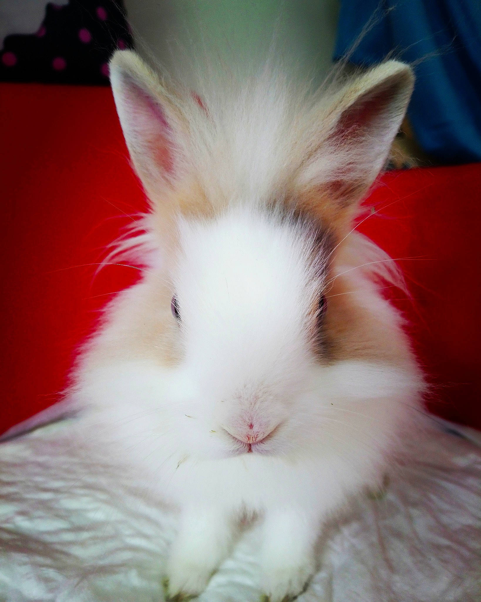 Gohan participe au concours pour gagner de l'argent avec cette photo : angora_rabbit, domestic_rabbit, ear, fur, iris, mammal, rabbit, rabbits_and_hares, skin, vertebrate, whiskers
