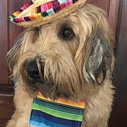 Sebastian joined the competition — help win amazing prizes! accessory, animal, beige, brown, calm, clothing, colorful, costume, cute, dog, fringe, fur, hat, indoor, looking_away, pet, portrait, sombrero, striped, wooden_background