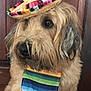 accessory, animal, beige, brown, calm, clothing, colorful, costume, cute, dog, fringe, fur, hat, indoor, looking_away, pet, portrait, sombrero, striped, wooden_background