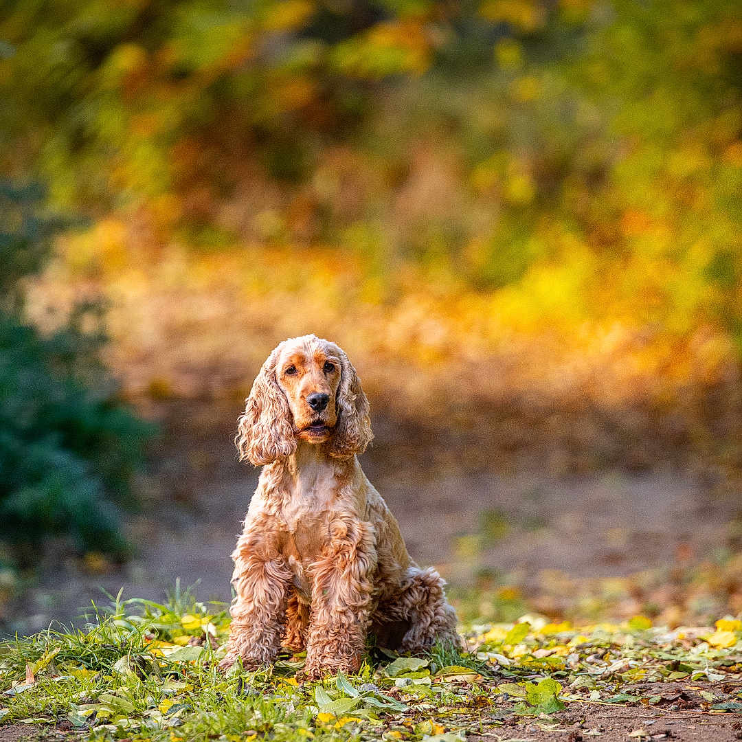 Trax participe au concours pour gagner de l'argent avec cette photo : animal, autumn, background, canine, cocker_spaniel, daylight, dog, forest, fur, greenery, leaves, mammal, nature, outdoor, path, pet, portrait, scenery, sitting, sunlight