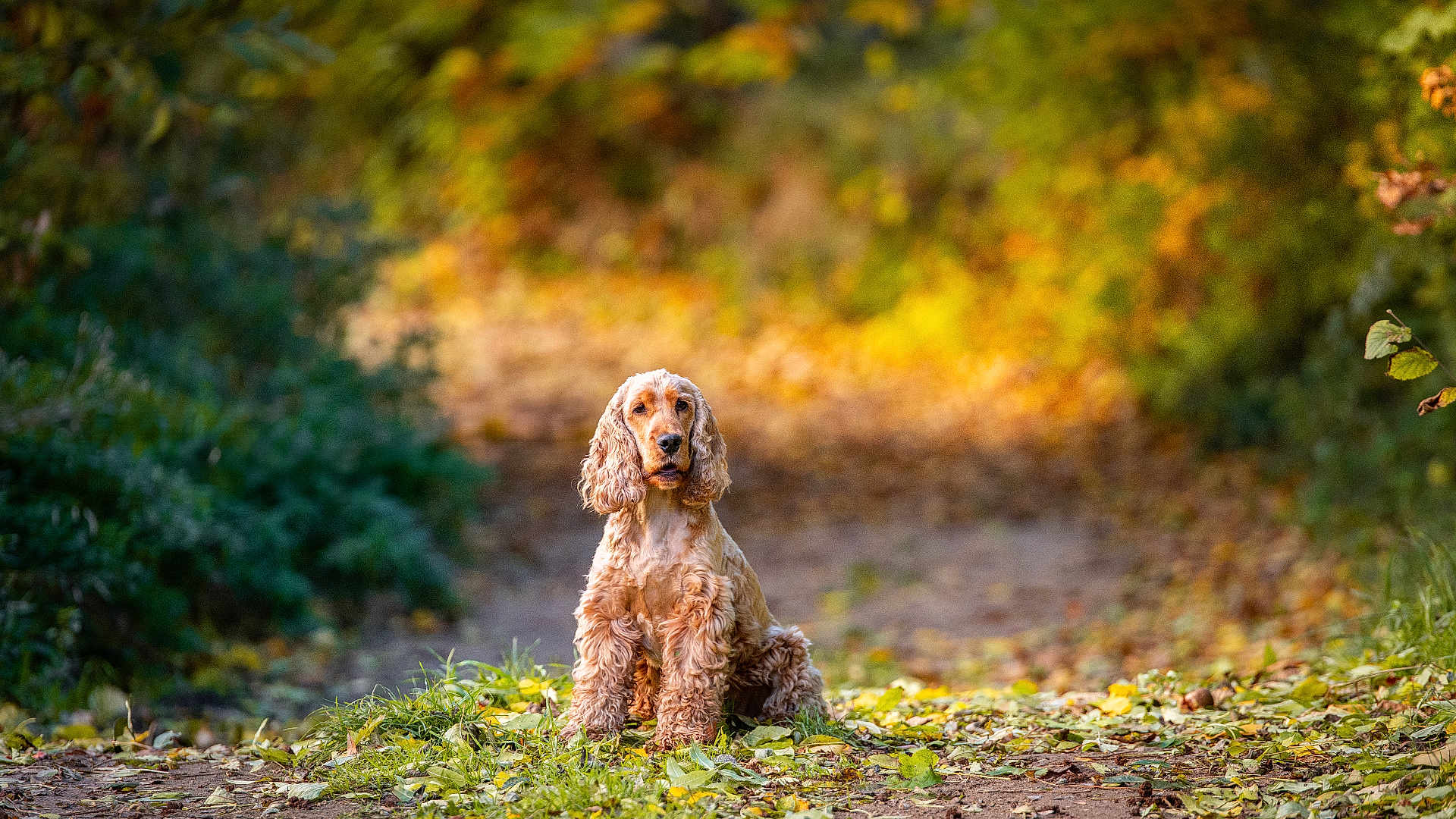 Trax participe au concours pour gagner de l'argent avec cette photo : dog, cocker_spaniel, animal, pet, outdoor, forest, path, leaves, autumn, nature, sunlight, greenery, sitting, canine, fur, mammal, portrait, daylight, background, scenery