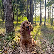 Trax participe au concours pour gagner de l'argent avec cette photo : dog, golden_retriever, curly_fur, tongue_out, forest, trees, sunlight, grass, leaves, nature, outdoor, pet, canine, animal, cute, sitting, head_tilt, daylight, smiling, park