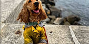 Trax participe au concours pour gagner de l'argent avec cette photo : dog, golden_retriever, raincoat, yellow_clothing, leash, water, pier, rocks, outdoor, pet, canine, happy, fur, smiling, sitting, nature, daytime, closeup, portrait, sidewalk