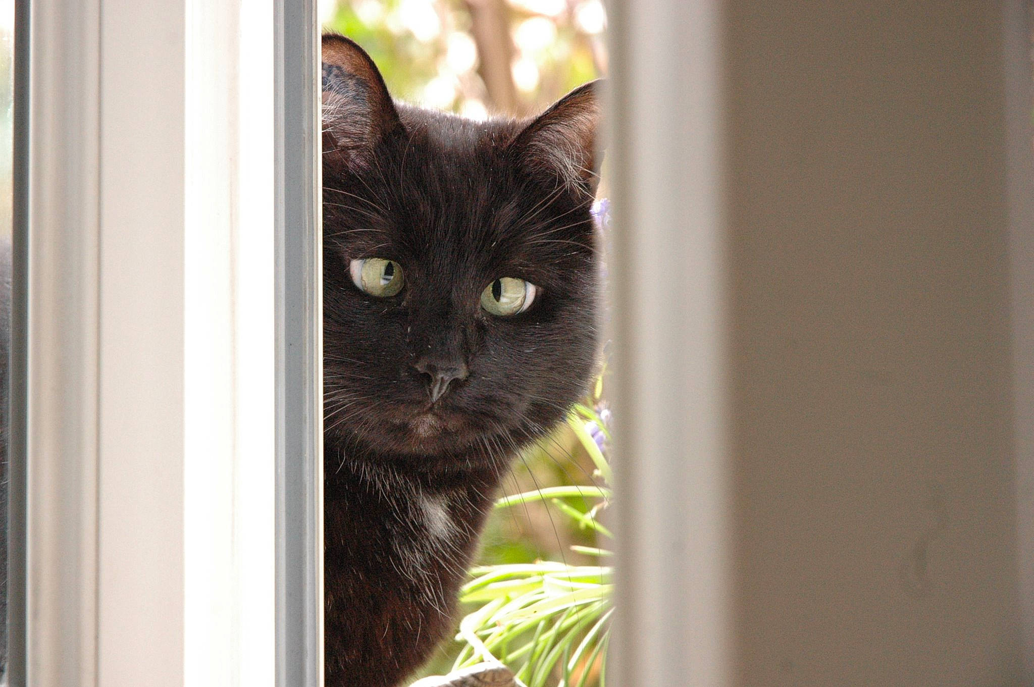 Noun a rejoint le concours — aidez-le/la à gagner de superbes lots ! asian, black_cat, carnivore, cat, domestic_short_haired_cat, felidae, interior_design, korat, nebelung, small_to_medium_sized_cats, snout, whiskers, window