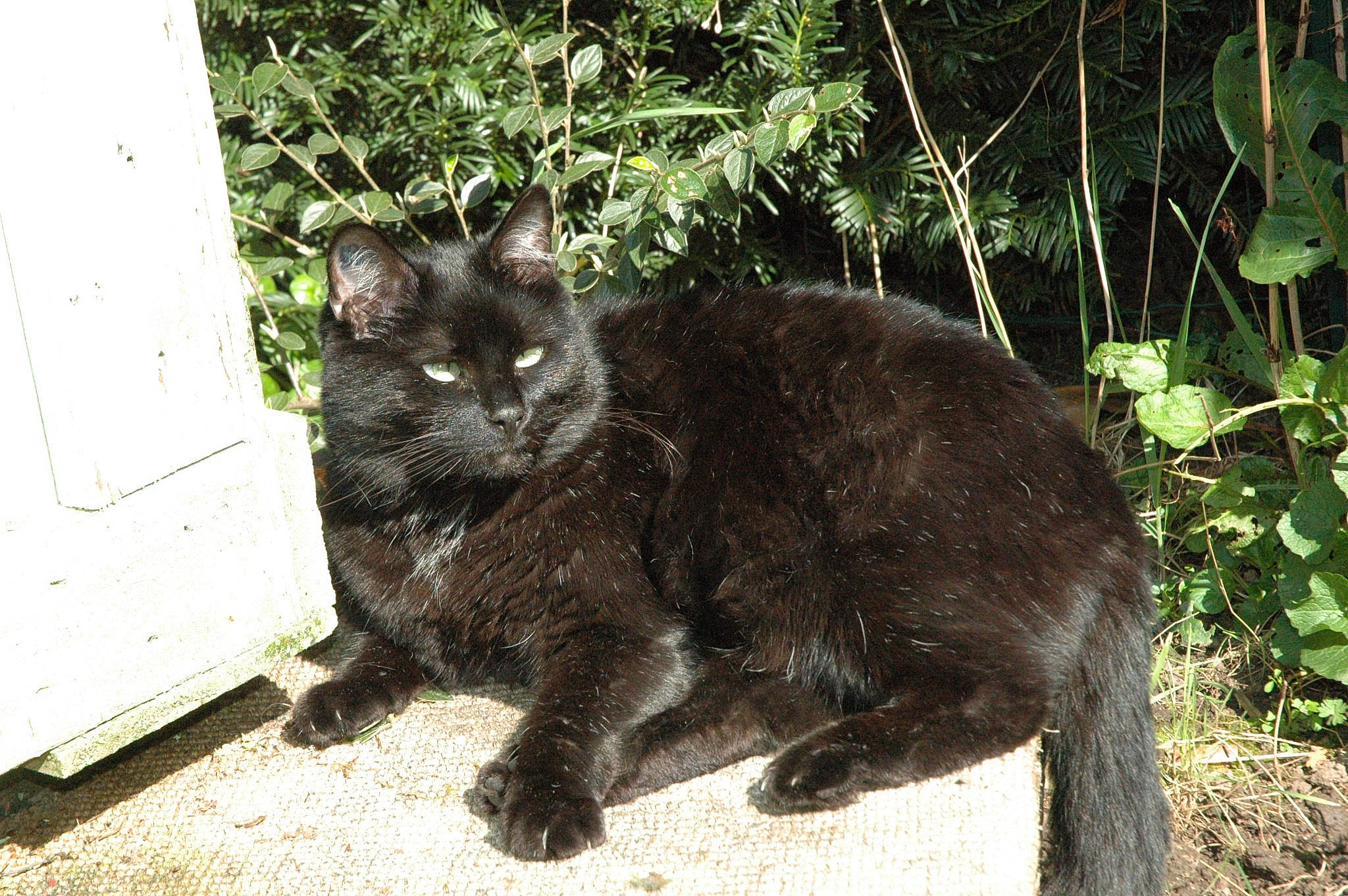 Noun participe au concours pour gagner de l'argent avec cette photo : asian, asian_semi_longhair, black_cat, british_semi_longhair, carnivore, cat, cymric, domestic_long_haired_cat, domestic_short_haired_cat, european_shorthair, felidae, german_rex, mammal, nebelung, small_to_medium_sized_cats, vertebrate, whiskers, wild_cat