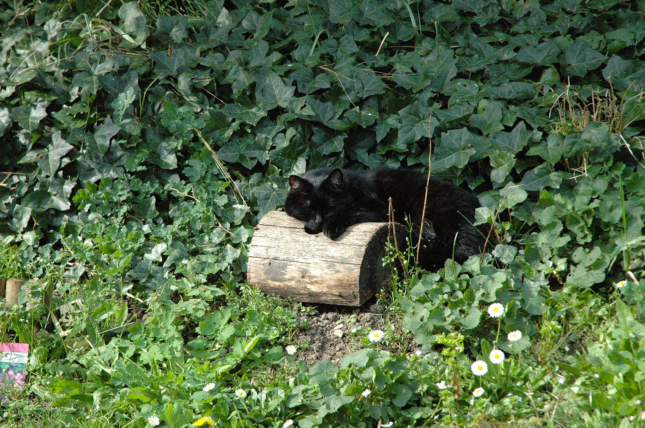 Noun participe au concours pour gagner de l'argent avec cette photo : grass, groundcover, ivy, plant, plant_community, tree