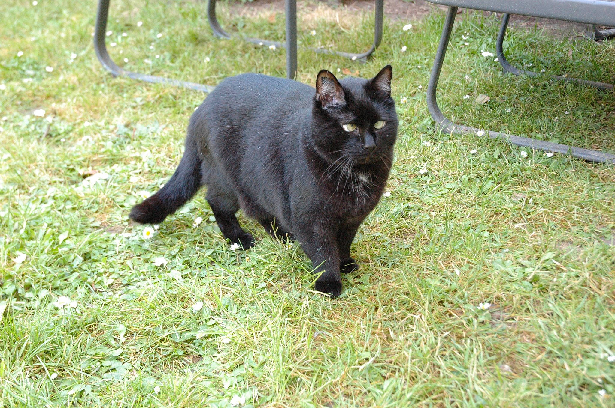 Noun a rejoint le concours — aidez-le/la à gagner de superbes lots ! black_cat, bombay, canidae, carnivore, cat, domestic_short_haired_cat, felidae, grass, mammal, small_to_medium_sized_cats, tail, vertebrate, whiskers