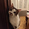 Mouflette a rejoint le concours — aidez-le/la à gagner de superbes lots ! cat, indoor, curious, wood, window, radiator, floor, tile, furniture, pet, animal, whiskers, ears, face, domestic, cozy, tilted_head, brown, white, blurred_background