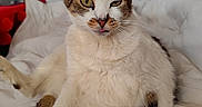 Mouflette participe au concours pour gagner de l'argent avec cette photo : cat, animal, pet, indoor, blep, fur, whiskers, paw, pink_paw_pad, relaxed, sitting, white_blanket, cozy, cute, domestic_cat, tabby, face, ears, eyes, tongue