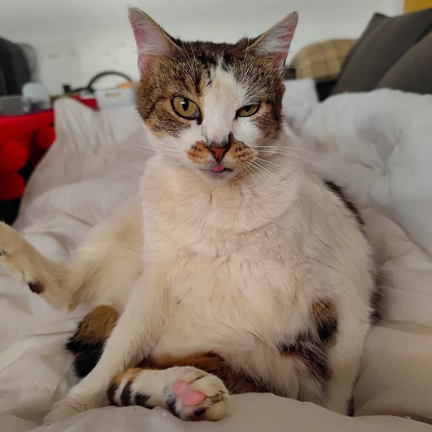 Mouflette