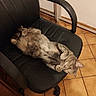 cat, gray_tabby, office_chair, indoor, floor_tiles, wooden_cabinet, pet, relaxed, feline, fur, paws, ears, whiskers, domestic_animal, curious, resting, home, furniture, animal, cozy