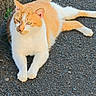 Chocolat a rejoint le concours — aidez-le/la à gagner de superbes lots ! cat, orange_and_white, feline, animal, pet, outdoor, asphalt, concrete_wall, sunlight, relaxed, lying_down, whiskers, ears, paws, tail, fur, nature, daylight, close_up, mammal