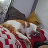 blanket, brown_cushion, cat, cozy, curtain, cushion, face, ginger_cat, home, indoor, lace_curtain, patterned_blanket, person, pet, red_blanket, relaxing, resting, white_cat, window, yellow_cushion