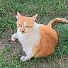 Chocolat a rejoint le concours — aidez-le/la à gagner de superbes lots ! cat, orange_cat, white_cat, grass, outdoor, animal, pet, feline, nature, curious, alert, ears, tail, yellow_eyes, sitting, ground, fur, whiskers, daylight, closeup