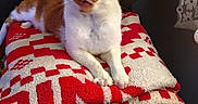 Chocolat participe au concours pour gagner de l'argent avec cette photo : cat, orange_and_white_cat, blanket, red_and_white, couch, indoor, pet, feline, relaxing, cozy, home, fur, whiskers, curious, tongue_out, domestic_animal, resting, soft_texture, comfort, window_curtain