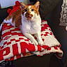 blanket, cat, comfort, couch, cozy, curious, domestic_animal, feline, fur, home, indoor, orange_and_white_cat, pet, red_and_white, relaxing, resting, soft_texture, tongue_out, whiskers, window_curtain