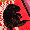 Chamallow participe au concours pour gagner de l'argent avec cette photo : black_cat, cat, pet, sleeping, indoor, blanket, red_blanket, patterned_blanket, furniture, couch, floor_tiles, cozy, relaxed, animal, fur, paw, tail, resting, comfort, domestic